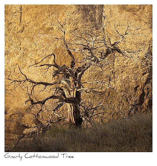 Click to purchase: Gnarly Cottonwood Tree